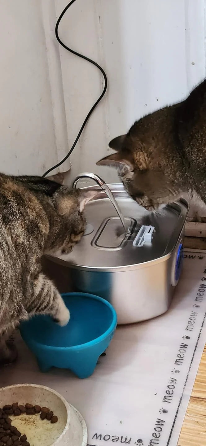 Two cats interacting with a metal water bowl and blue bowl on a white surface.