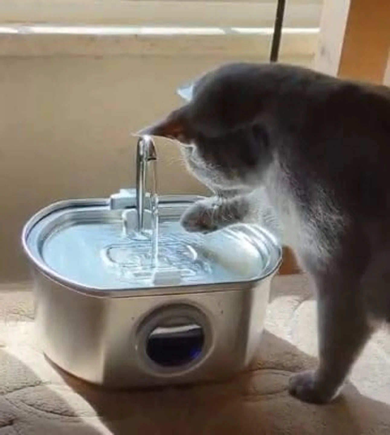 Cat drinking water from a pet fountain indoors.