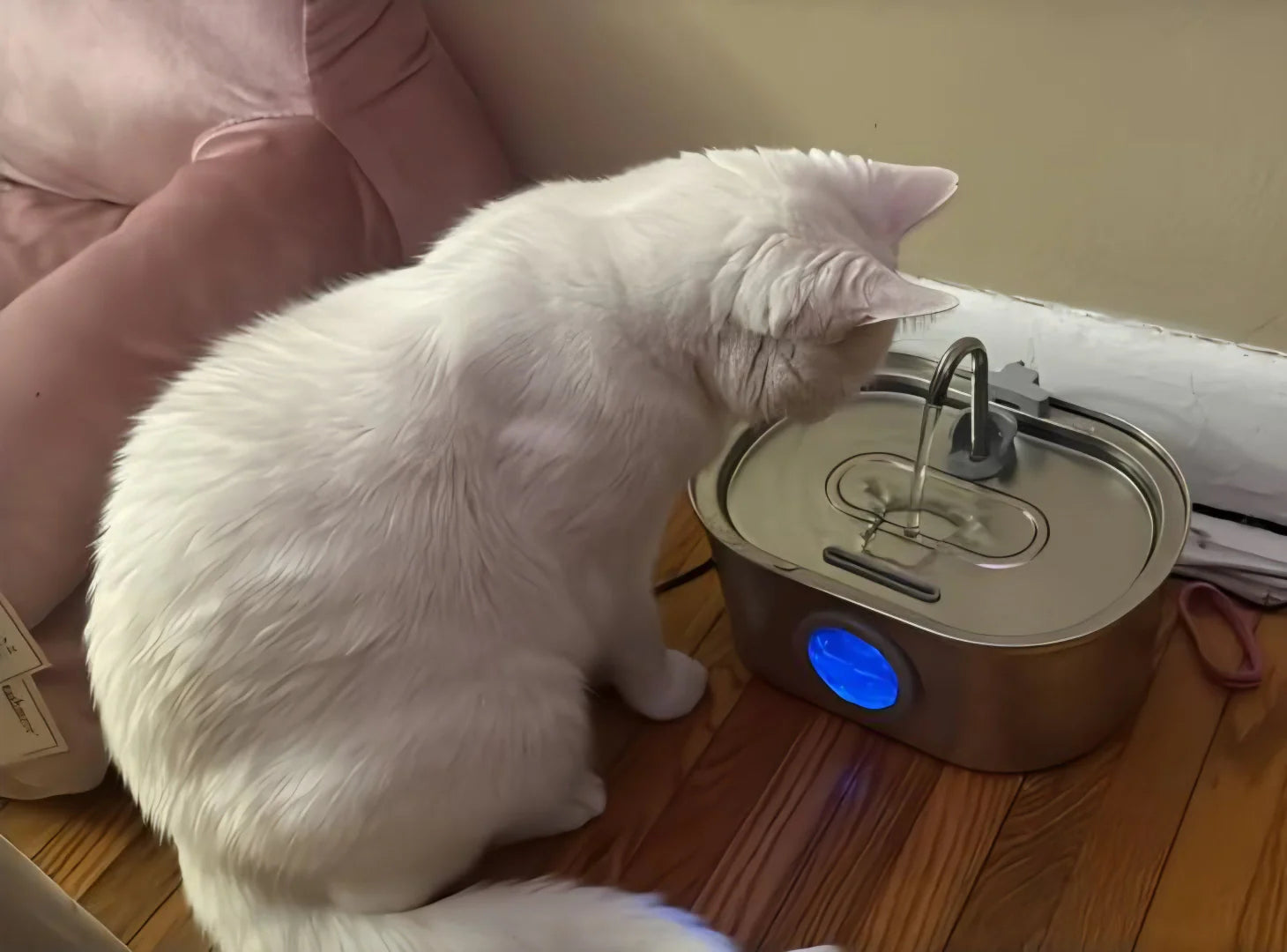 White cat interacting with a pet water fountain on a wooden floor.