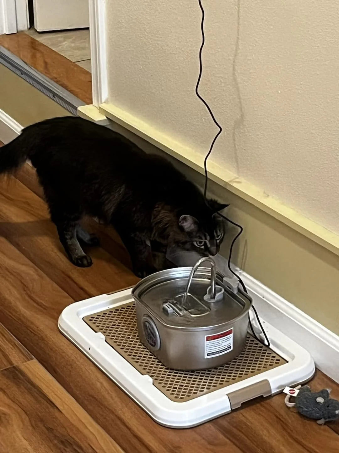 Cat interacting with a pet water fountain on a wooden floor.